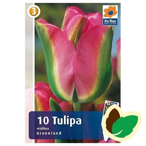 Tulipanløg Grønland / Viridiflora Tulipan - 10 Løg