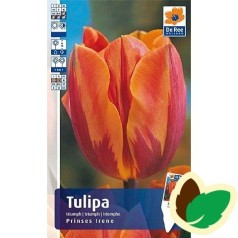 Tulipanløg Princes Irene - Triumph Tulipan - 10 Løg