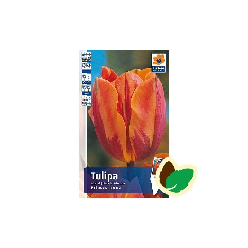 Tulipanløg Princes Irene - Triumph Tulipan - 10 Løg