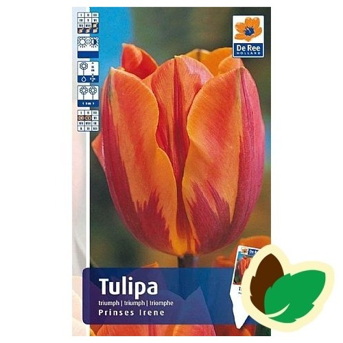 Tulipanløg Princes Irene - Triumph Tulipan - 10 Løg