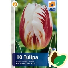 Tulipanløg Carnaval de Rio / Triumph Tulipan - 10 Løg