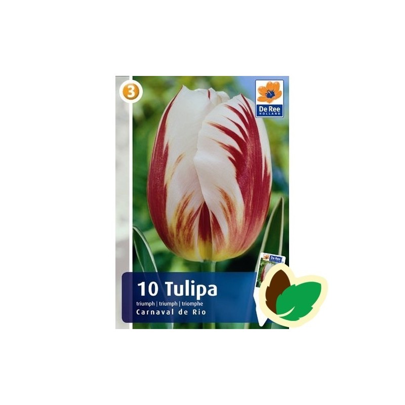 Tulipanløg Carnaval de Rio / Triumph Tulipan - 10 Løg