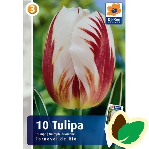 Tulipanløg Carnaval de Rio / Triumph Tulipan - 10 Løg