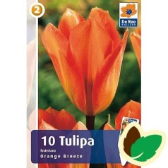 Tulipanløg Orange Breeze - Fosteriana Tulipan / 10 Løg