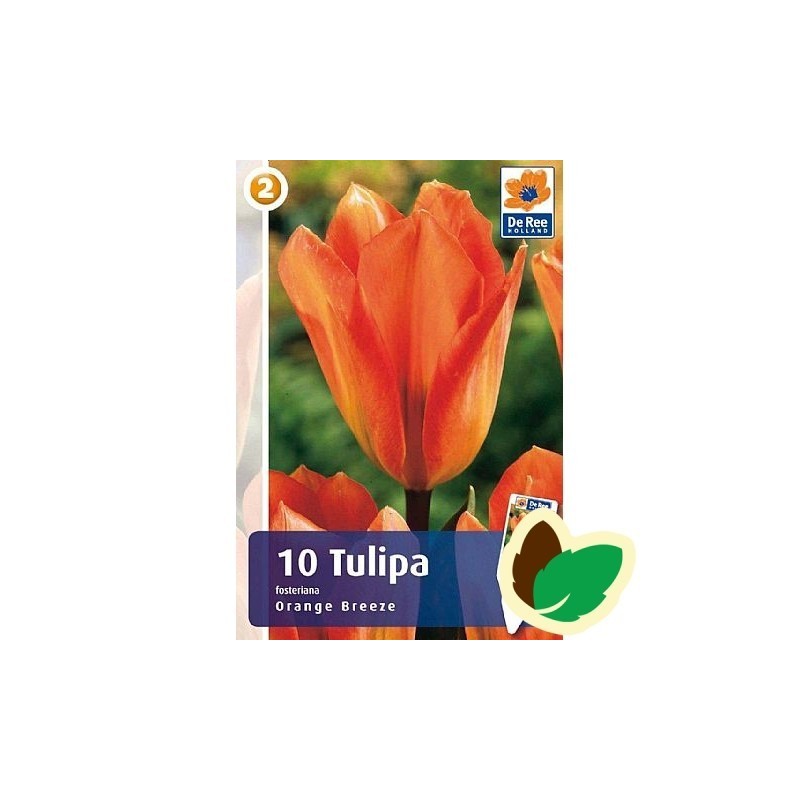 Tulipanløg Orange Breeze - Fosteriana Tulipan / 10 Løg