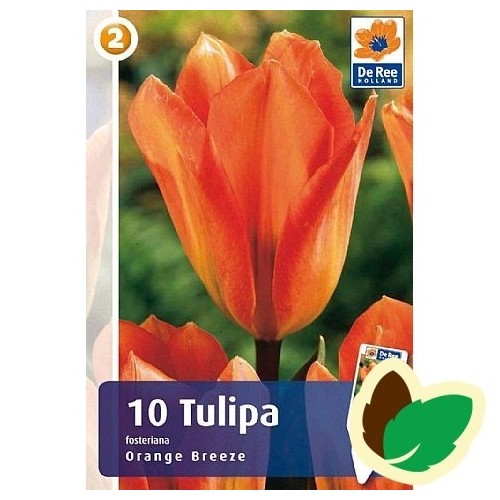 Tulipanløg Orange Breeze - Fosteriana Tulipan / 10 Løg