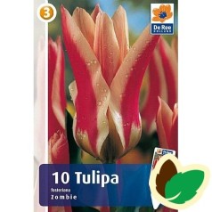 Tulipanløg Zombie - Fosteriana Tulipan / 10 Løg