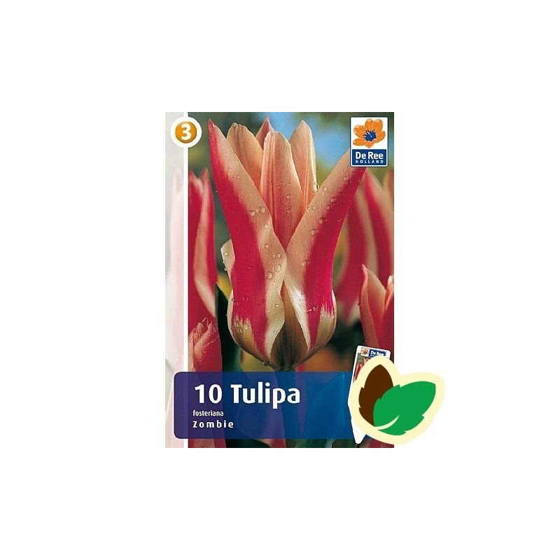 Tulipanløg Zombie - Fosteriana Tulipan / 10 Løg