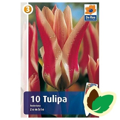 Tulipanløg Zombie - Fosteriana Tulipan / 10 Løg