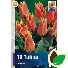 Tulipanløg Calypso - Gregii Tulipan / 10 Løg