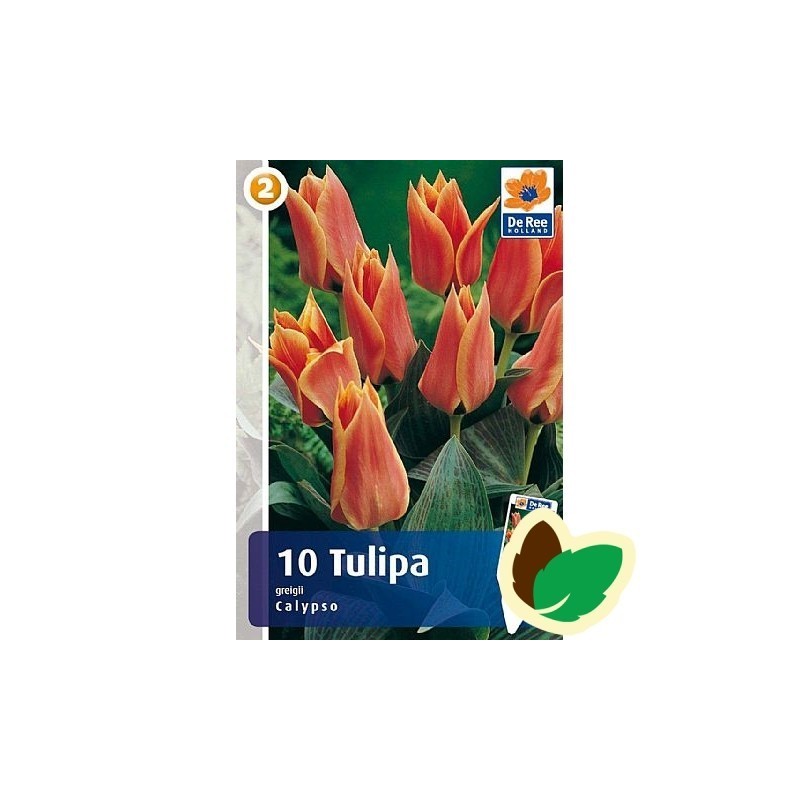 Tulipanløg Calypso - Gregii Tulipan / 10 Løg