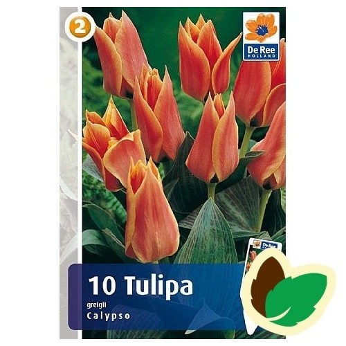 Tulipanløg Calypso - Gregii Tulipan / 10 Løg