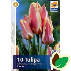 Tulipanløg Quebec - Gregii Tulipan / 10 Løg