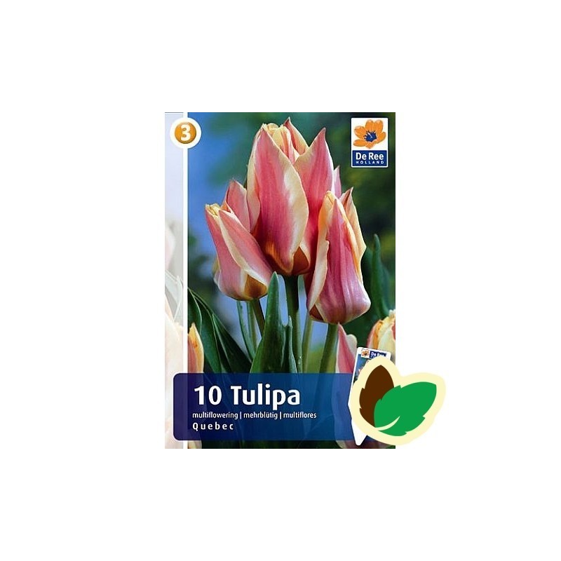 Tulipanløg Quebec - Gregii Tulipan / 10 Løg