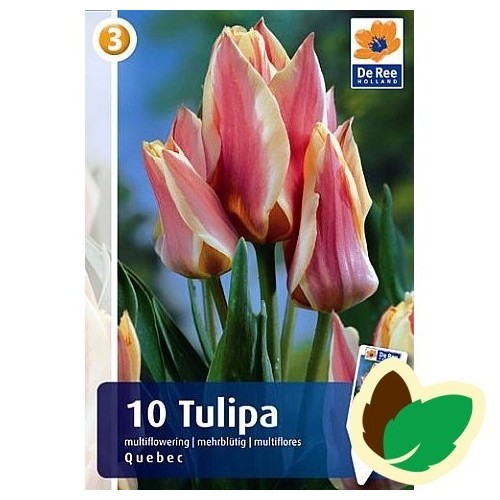 Tulipanløg Quebec - Gregii Tulipan / 10 Løg