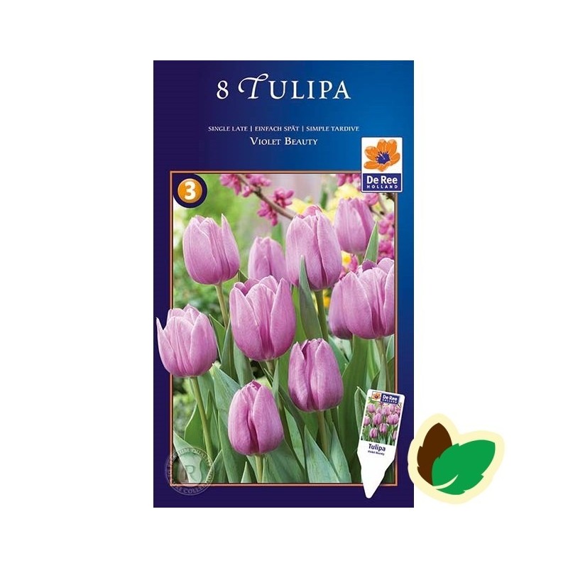 Tulipanløg Violet Beauty - Single Tulipan / 10 Løg