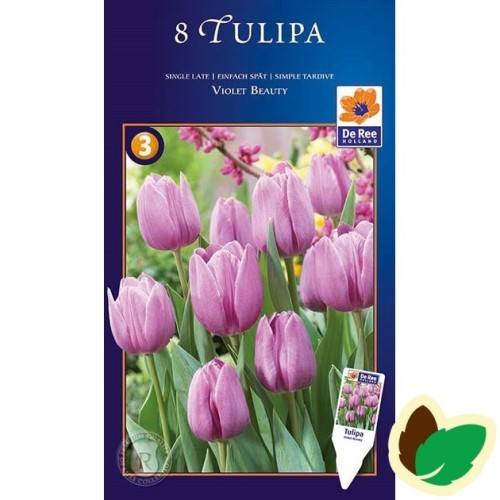 Tulipanløg Violet Beauty - Single Tulipan / 10 Løg