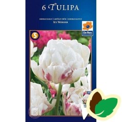 Tulipanløg Ice Wonder / Dobbelt Tulipan - 6 Løg