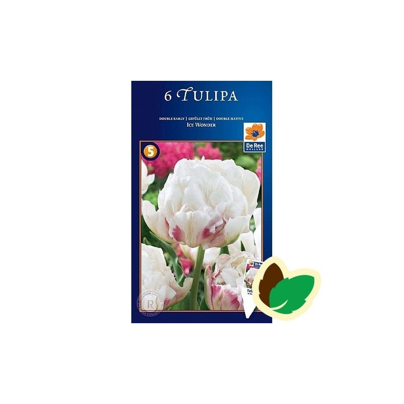 Tulipanløg Ice Wonder / Dobbelt Tulipan - 6 Løg