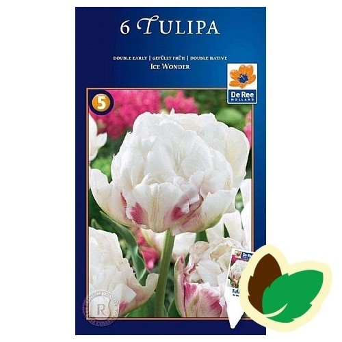 Tulipanløg Ice Wonder / Dobbelt Tulipan - 6 Løg