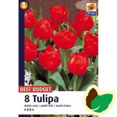 Tulipanløg Abba / Dobbelt Tulipan - 10 Løg