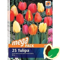 Tulipanløg Hybrid Mix / MEGAPACK - 25 Løg