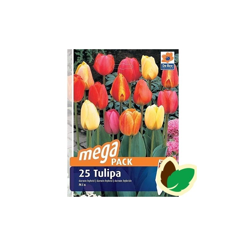 Tulipanløg Hybrid Mix / MEGAPACK - 25 Løg