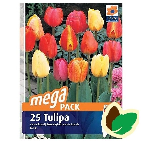 Tulipanløg Hybrid Mix / MEGAPACK - 25 Løg