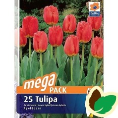 Tulipanløg Apeldoorn / MEGAPACK - 25 Løg