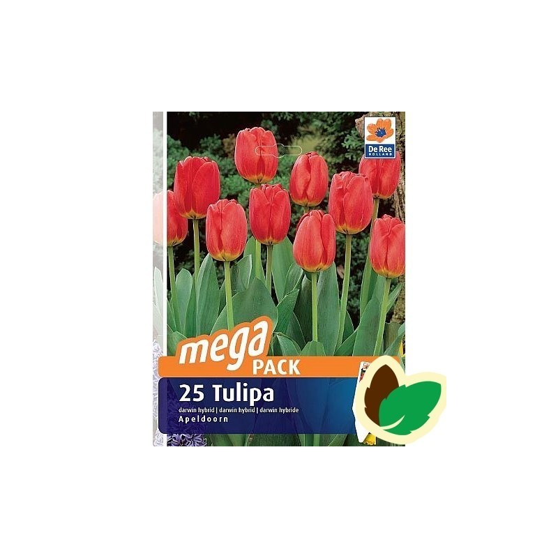 Tulipanløg Apeldoorn / MEGAPACK - 25 Løg