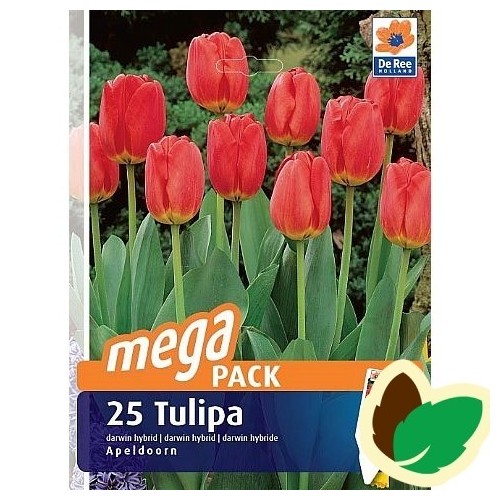 Tulipanløg Apeldoorn / MEGAPACK - 25 Løg