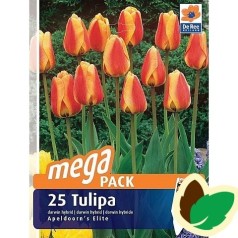 Tulipanløg Apeldoorns Elite / MEGAPACK - 25 Løg