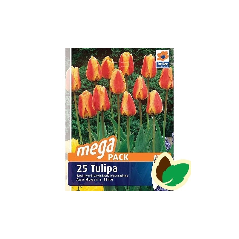 Tulipanløg Apeldoorns Elite / MEGAPACK - 25 Løg