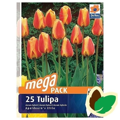 Tulipanløg Apeldoorns Elite / MEGAPACK - 25 Løg