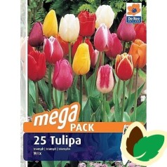 Tulipanløg Triumph Mix / MEGAPACK - 25 Løg