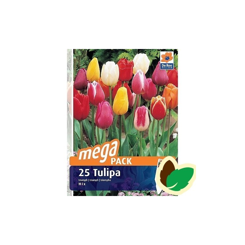 Tulipanløg Triumph Mix / MEGAPACK - 25 Løg