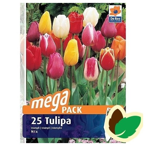 Tulipanløg Triumph Mix / MEGAPACK - 25 Løg