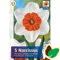 Påskeliljeløg Professor Einstein -  Narcissus 5 Løg