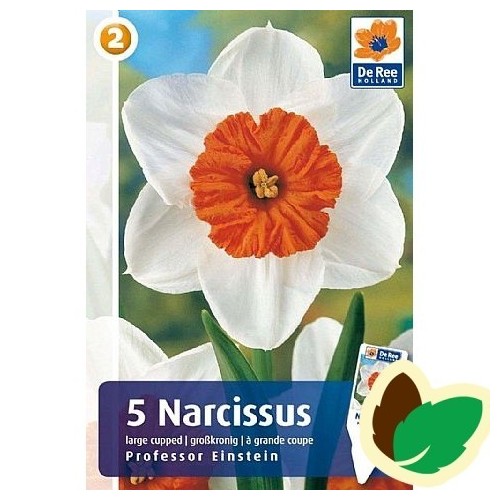 Påskeliljeløg Professor Einstein -  Narcissus 5 Løg