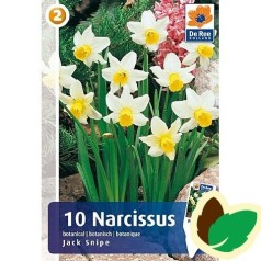 Påskeliljeløg Jack Snipe - Narcissus Botanisk  / 10 Løg