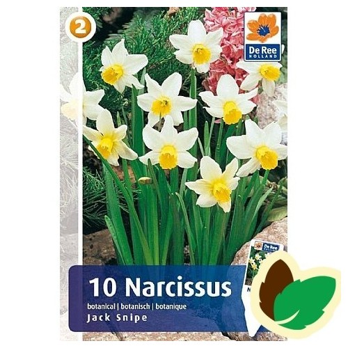 Påskeliljeløg Jack Snipe - Narcissus Botanisk  / 10 Løg