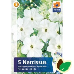 Pinseliljeløg Princess Zaide - Narcissus / 5 Løg