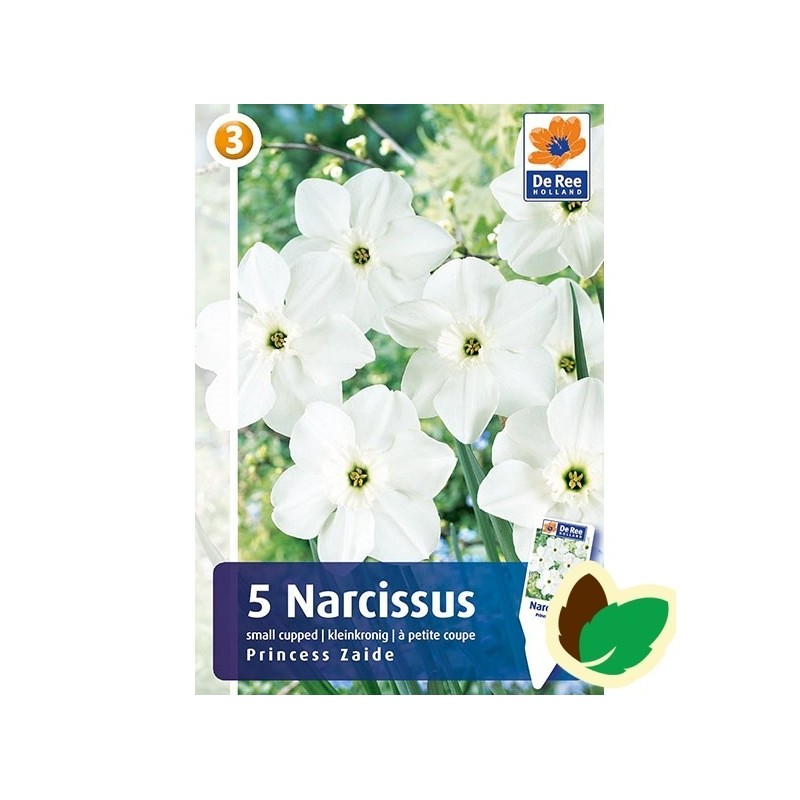 Pinseliljeløg Princess Zaide - Narcissus / 5 Løg