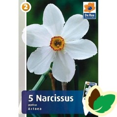 Pinseliljeløg Actaea - Narcissus / 5 Løg