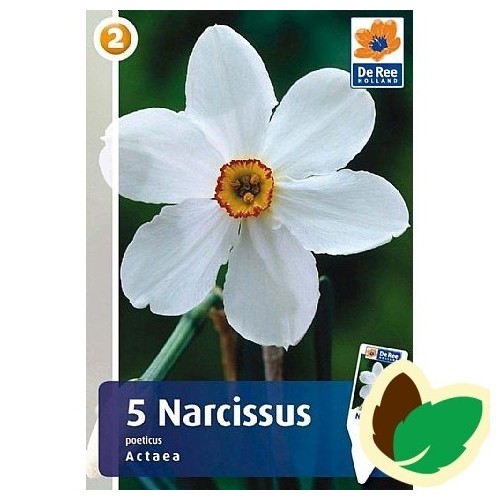 Pinseliljeløg Actaea - Narcissus / 5 Løg