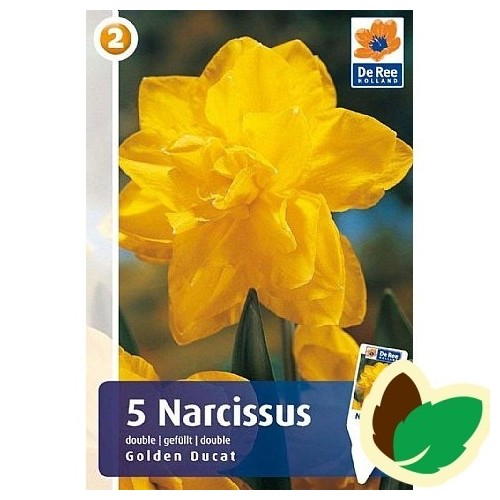 Påskeliljeløg Golden Ducat - Narcissus 5 Løg