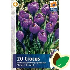 Krokusløg Flower Record - Blå Crocus / 20 Løg