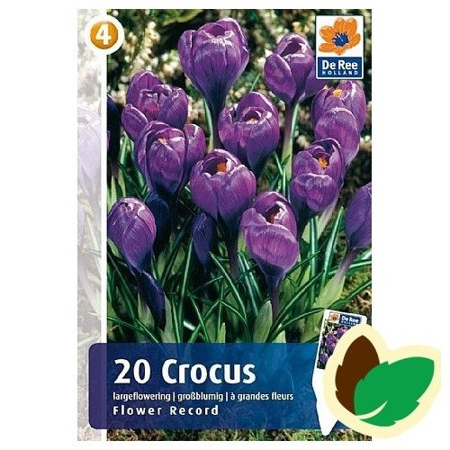 Krokusløg Flower Record - Blå Crocus / 20 Løg