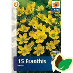 Erantis - Eranthis Hyemalis - 15 løg