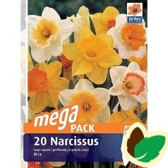 Påskeliljeløg Storblomstret MIX - Narcissus / 20 Løg